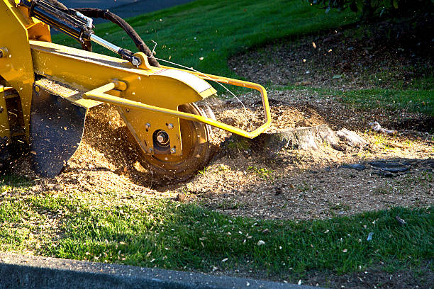 Best Lawn Dethatching Services  in Shrewsbury, PA